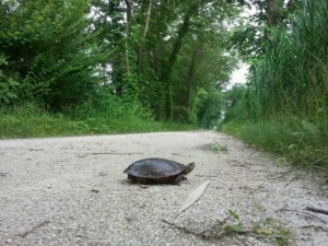 I&M turtle